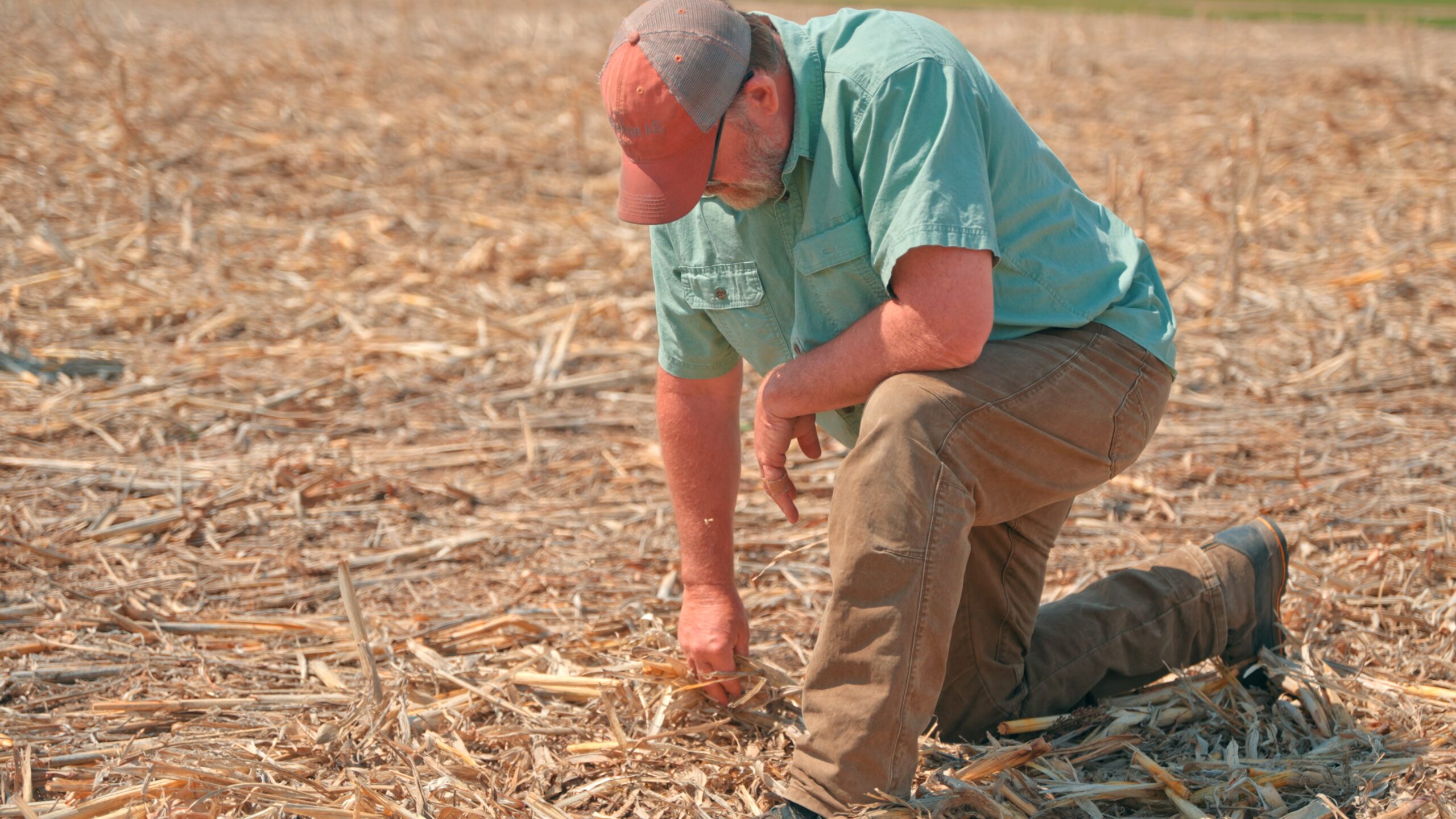 A_1.383.1 Man kneeling in field with corn residue.
